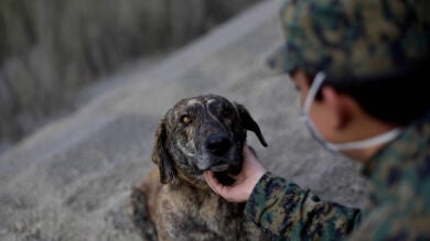 Ceniza, el perro callejero que ayuda en las labores de rescate del volcán Cabulco en Chile