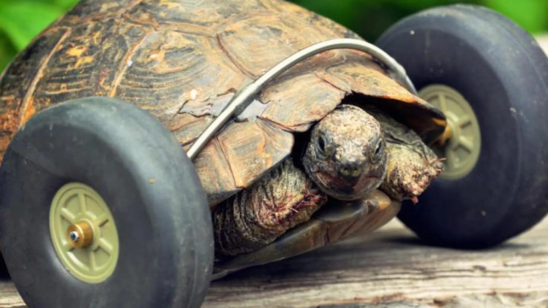 Una tortuga vuelve a caminar gracias a unas ruedas implantadas en sus patas