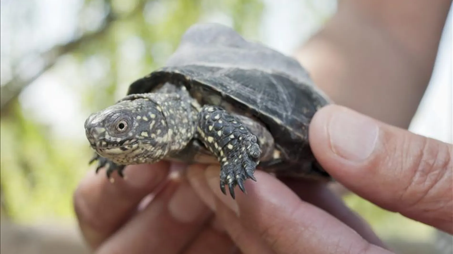 Liberan 70 ejemplares de tortuga lago en Girona para recuperar la especie
