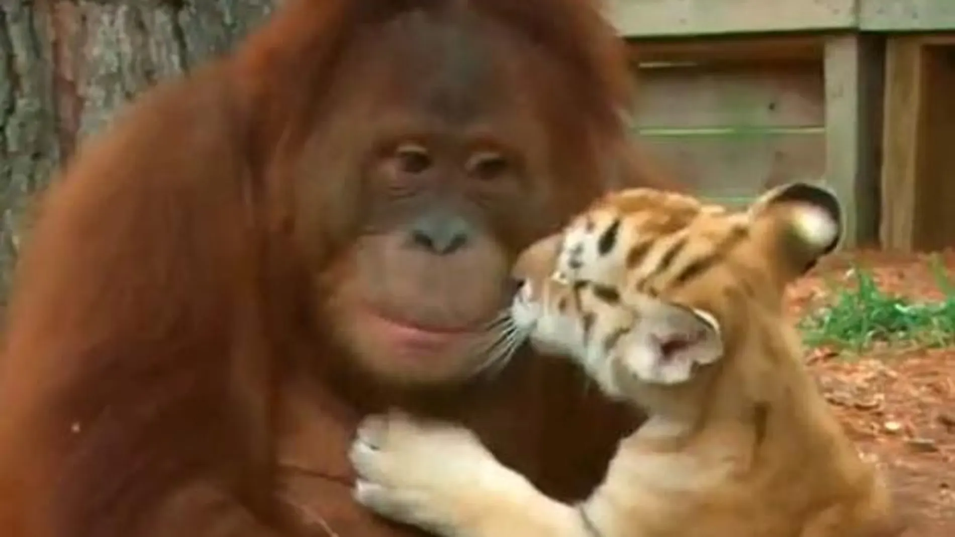 Un orangután cuida a tres tigres en un safari de EEUU