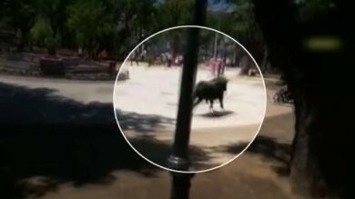 Un toro se escapa en las fiestas de Talavera y causa al menos once heridos