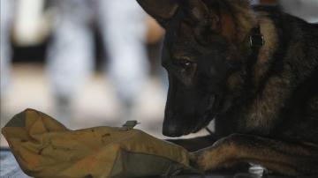 Perro policía