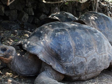 Ejemplares de tortugas gigantes