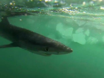 Un tiburón, en Almería Un tiburón, en Almería