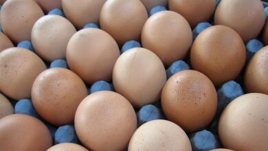Israel prohíbe la importación de huevos de España por sospechas de salmonella 