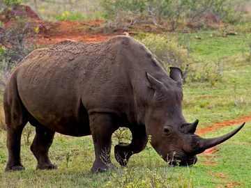 Rinoceronte Rinoceronte