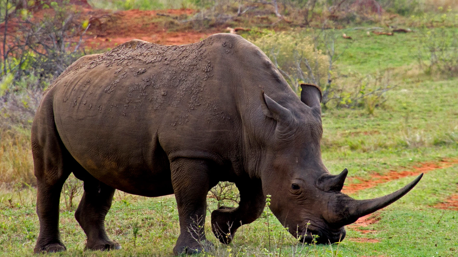 Rinoceronte Rinoceronte