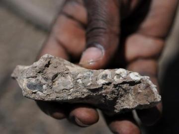 Resto de mandíbula de 'Australopithecus deyiremeda'