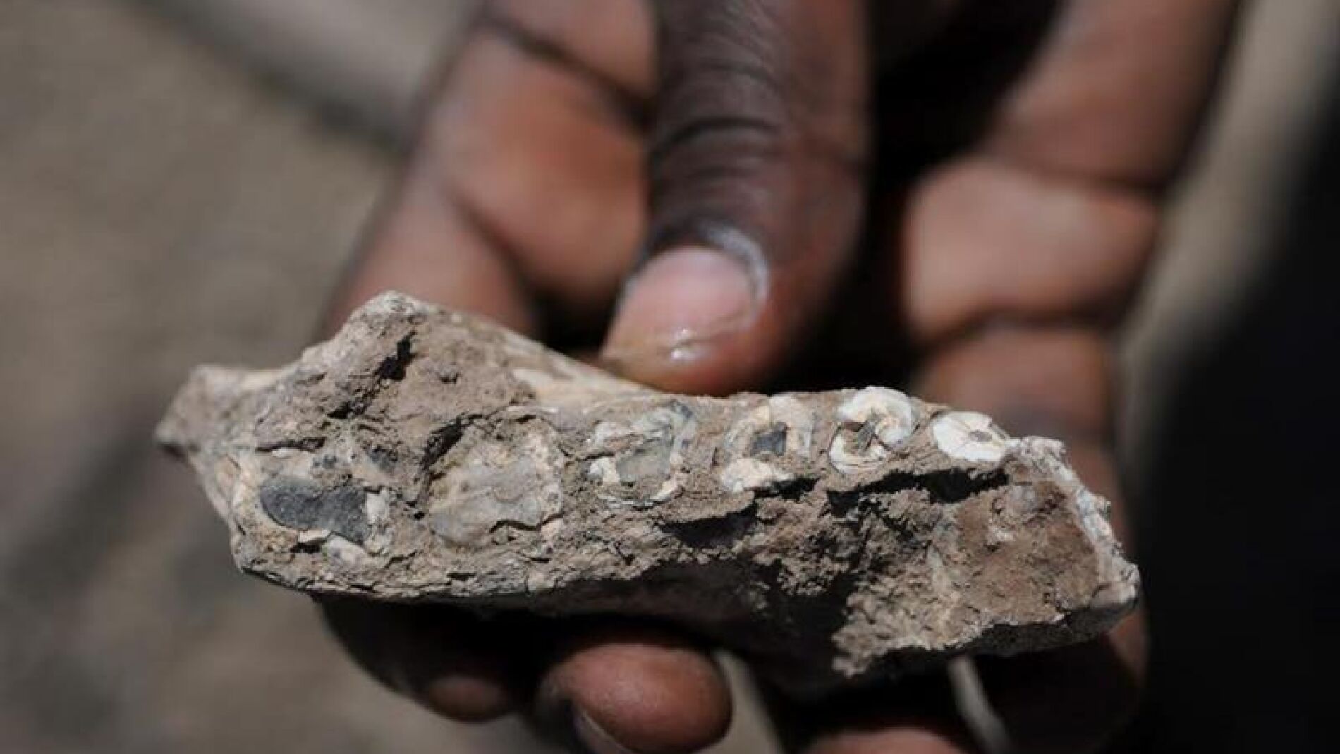 Resto de mand&iacute;bula de 'Australopithecus deyiremeda'