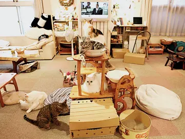 Nace el primer café de gatos en Latinoamérica Nace el primer café de gatos en Latinoamérica