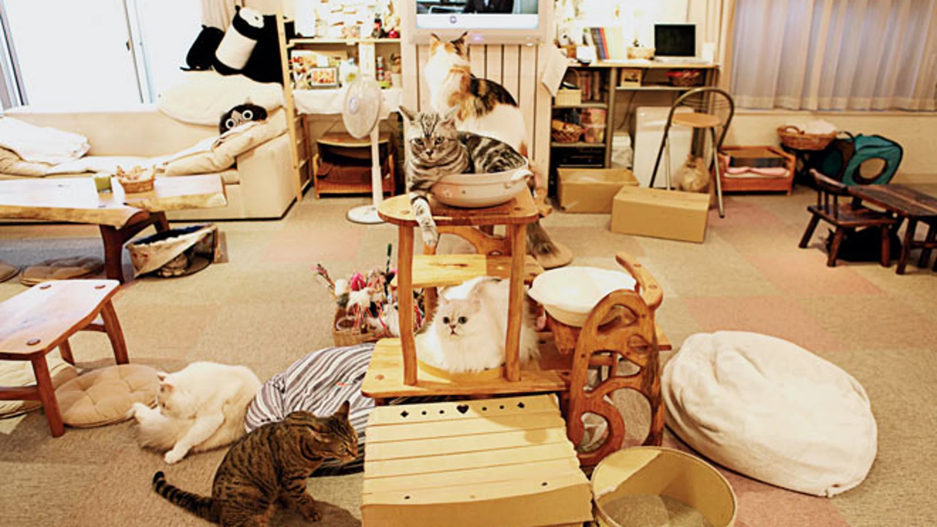Nace el primer café de gatos en Latinoamérica Nace el primer café de gatos en Latinoamérica