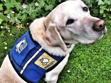 Caber, el perro policía que ayuda a niños que han sufrido abusos