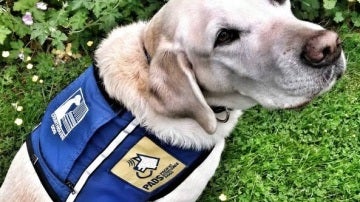 Caber, el perro policía que ayuda a niños que han sufrido abusos