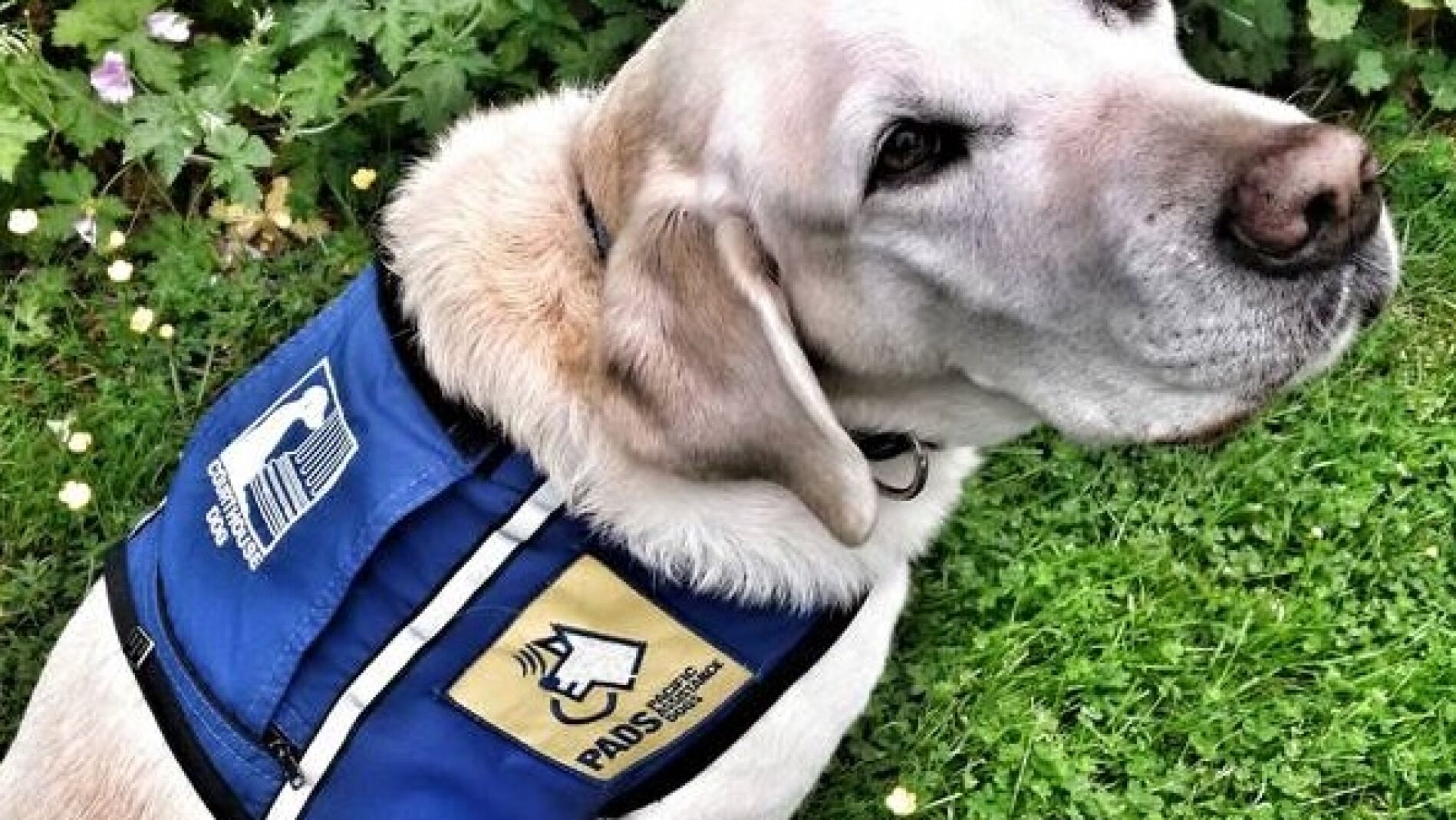 Caber, el perro polic&iacute;a que ayuda a ni&ntilde;os que han sufrido abusos
