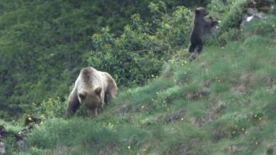 Herido un hombre tras ser atacado por un oso pardo en Cantabria