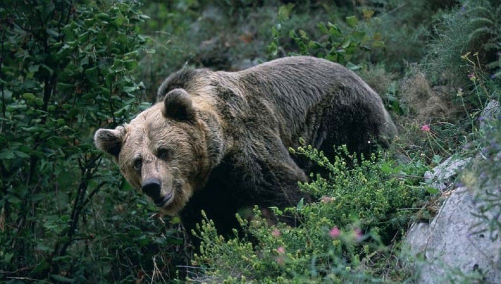 Oso pardo en la naturaleza