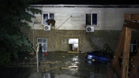 Un oso se sube a la ventana de una vivienda