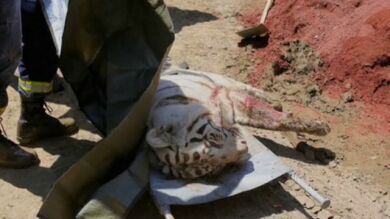 El tigre que huyó del zoológico de Tiflis en las inundaciones mata a una persona