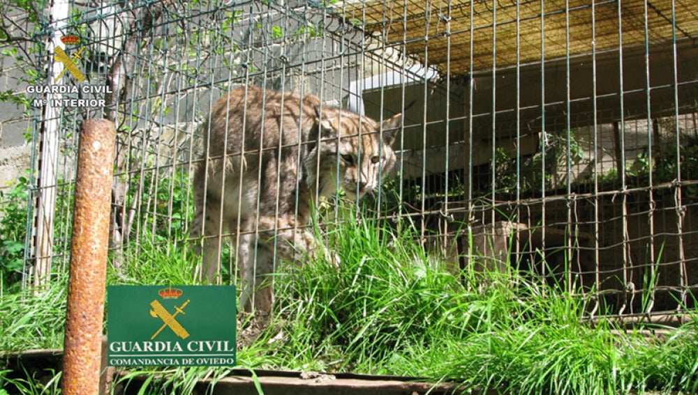 Recuperados cuatro leones, más de 100 tortugas y una cobra en una operación mundial contra el tráfico ilegal de animales