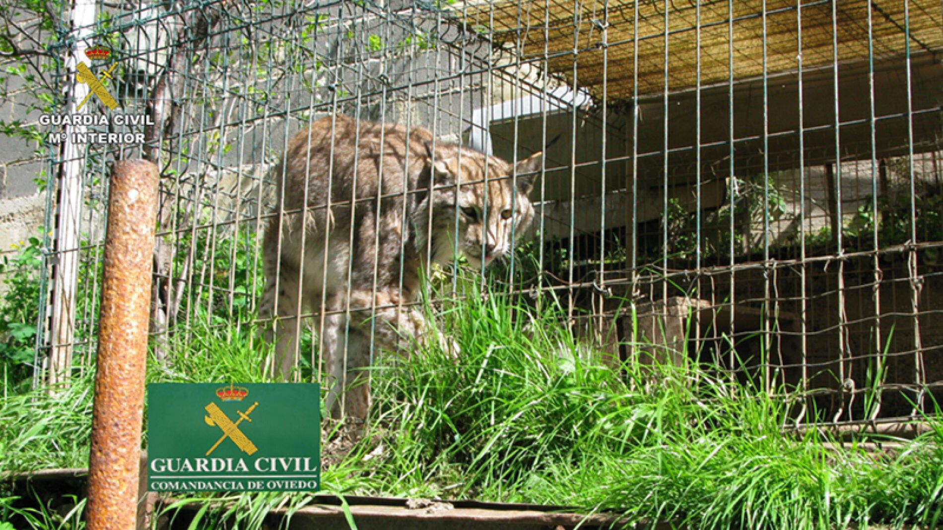 Recuperados cuatro leones, m&aacute;s de 100 tortugas y una cobra en una operaci&oacute;n mundial contra el tr&aacute;fico ilegal de animales