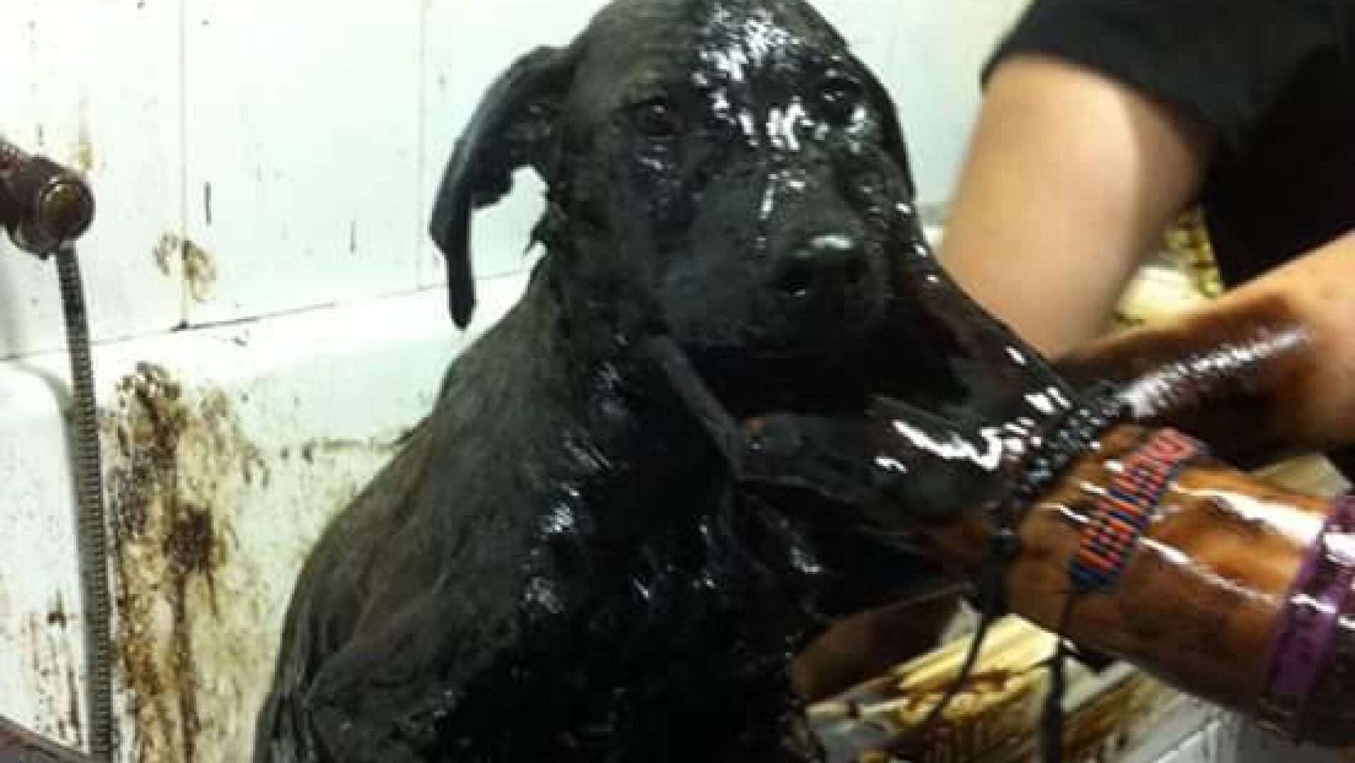Arrojan a tres cachorros a una balsa de alquitr&aacute;n