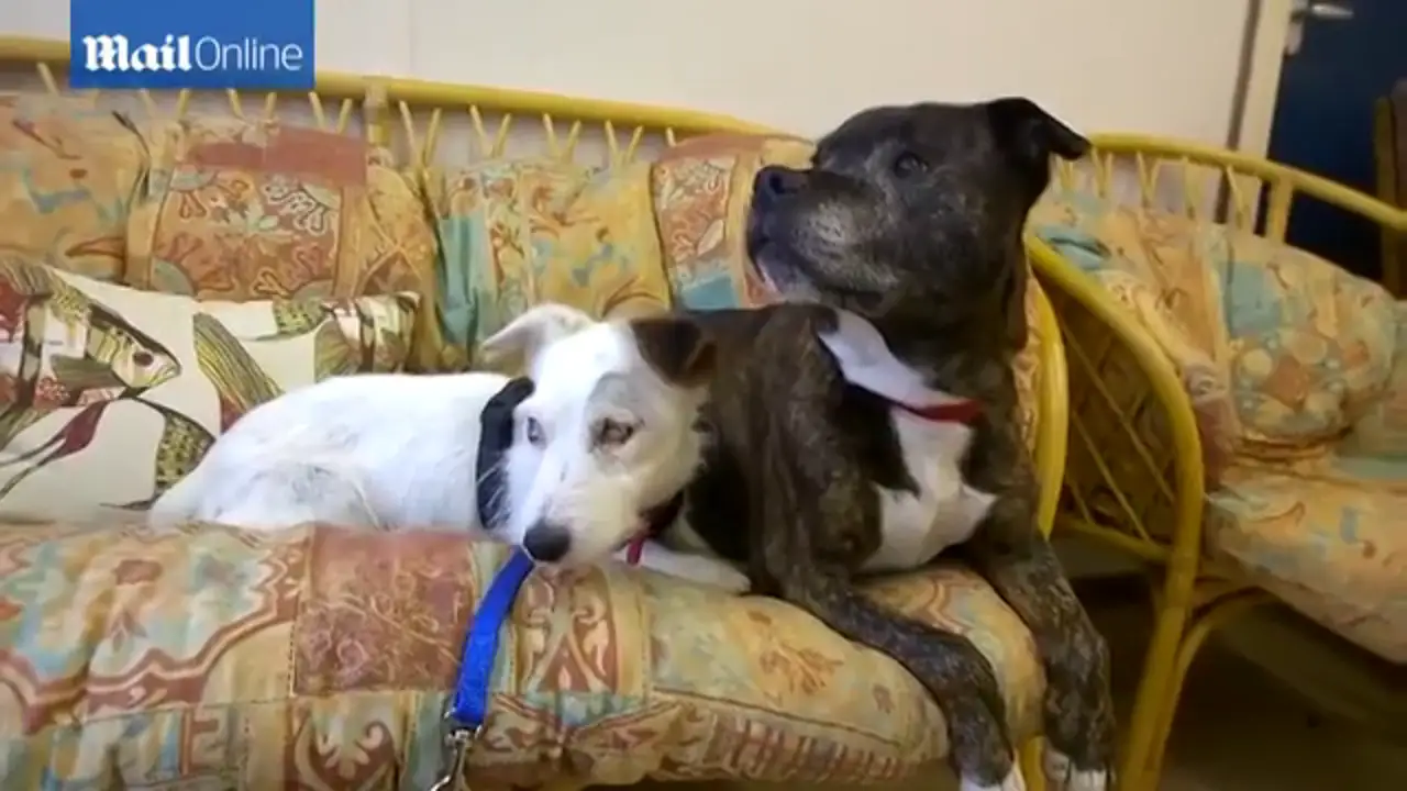 La entrañable historia de un perro ciego y su perro guía