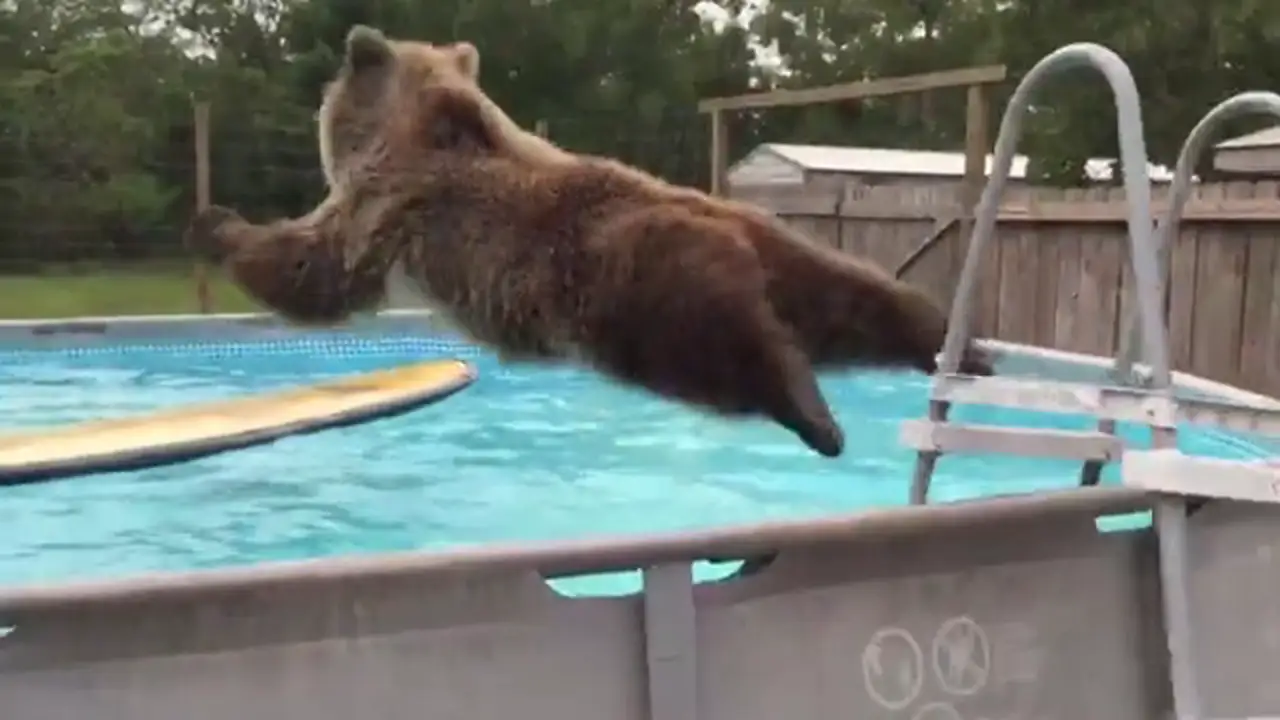 Un oso se tira a una piscina