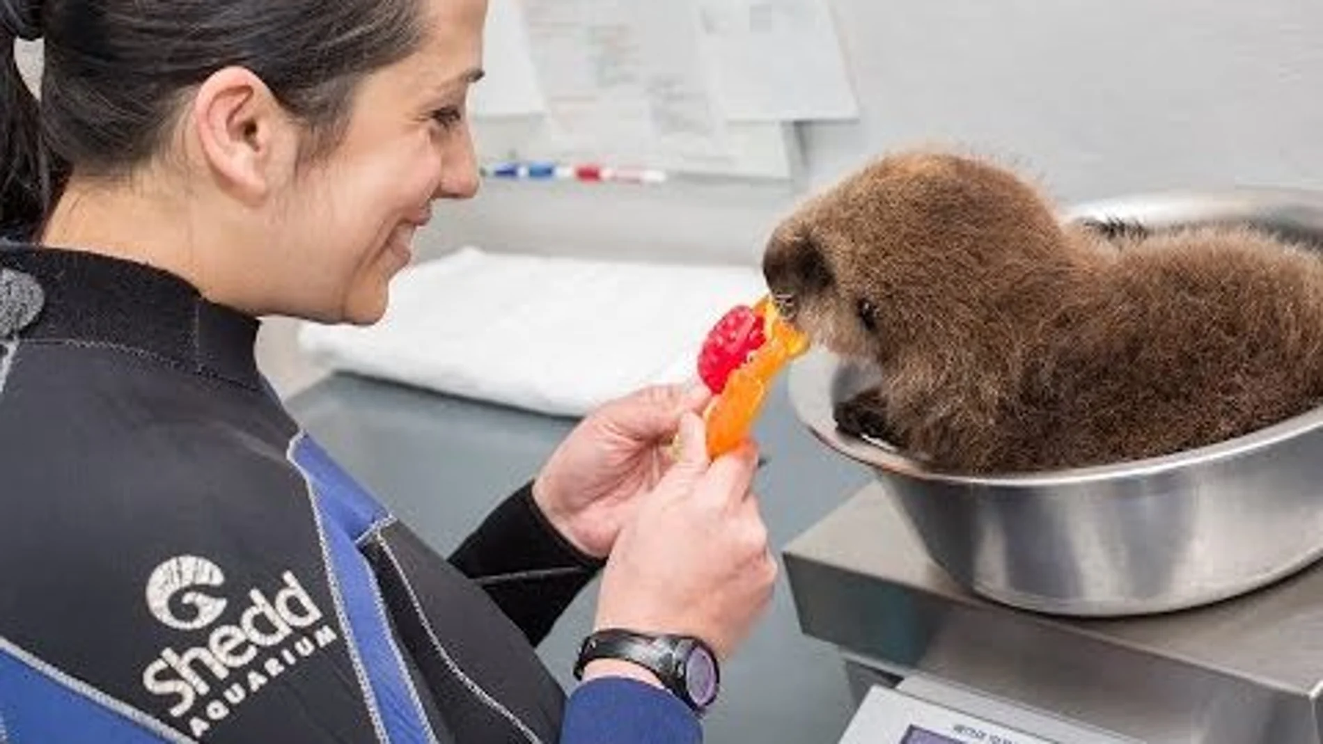  El vídeo de una nutria dándose un baño conquista a las redes sociales 