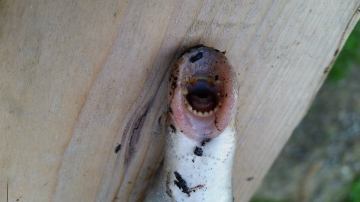 Lamprea ártica encontrada en un jardín de Alaska