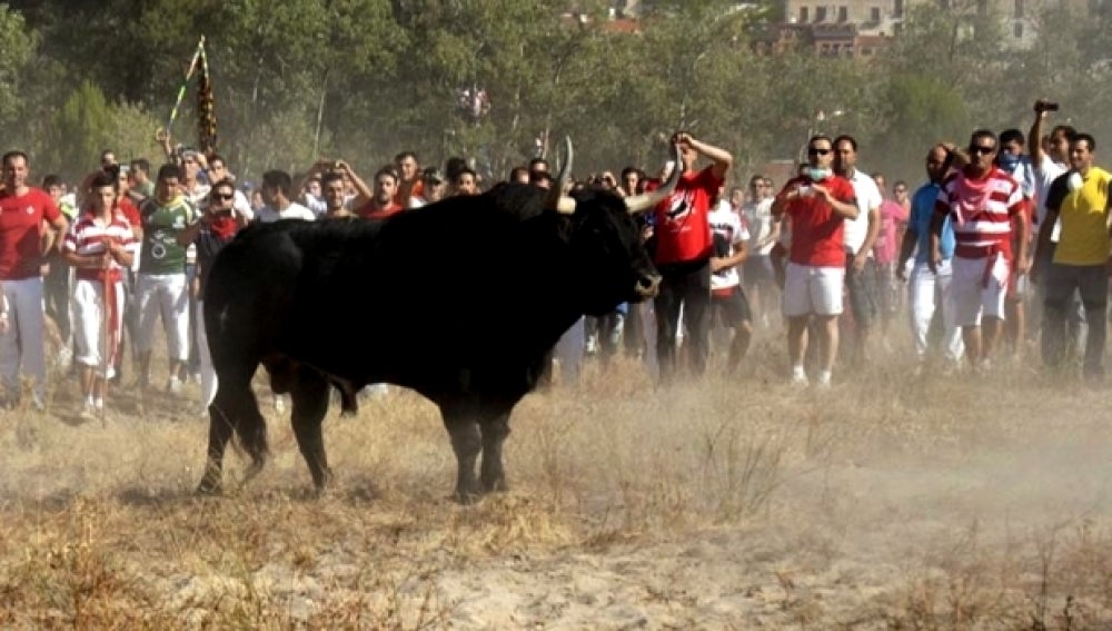 Imagen de 'El Toro de la Vega'