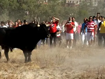 Imagen de 'El Toro de la Vega' Imagen de 'El Toro de la Vega'