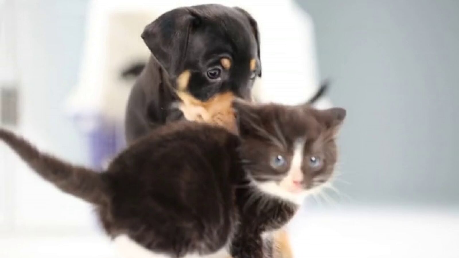 Cachorros de perro y gato se ven por primera vez