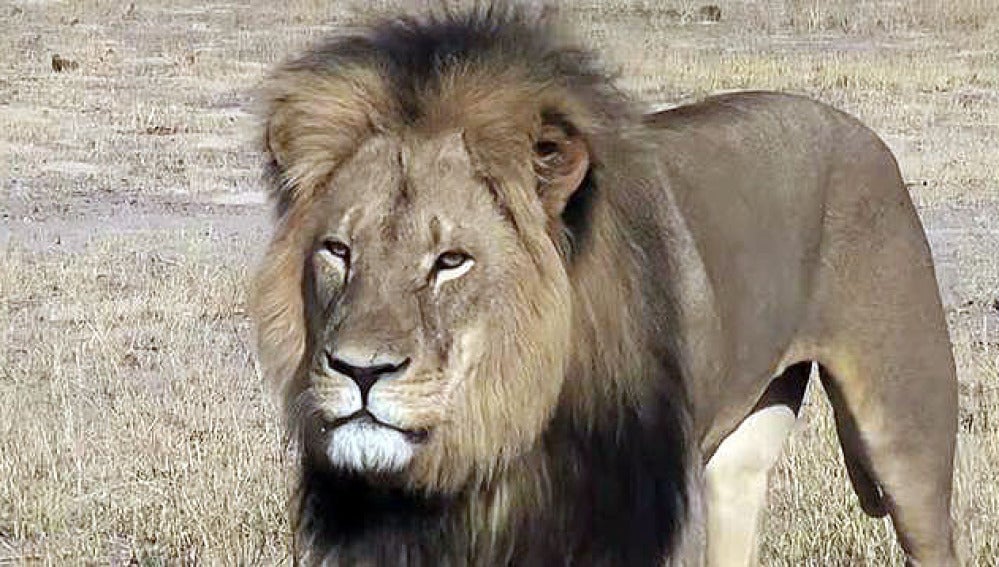 'Cecil', el león más fotografiado de Zimbabue