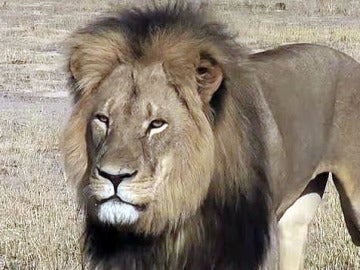'Cecil', el león más fotografiado de Zimbabue