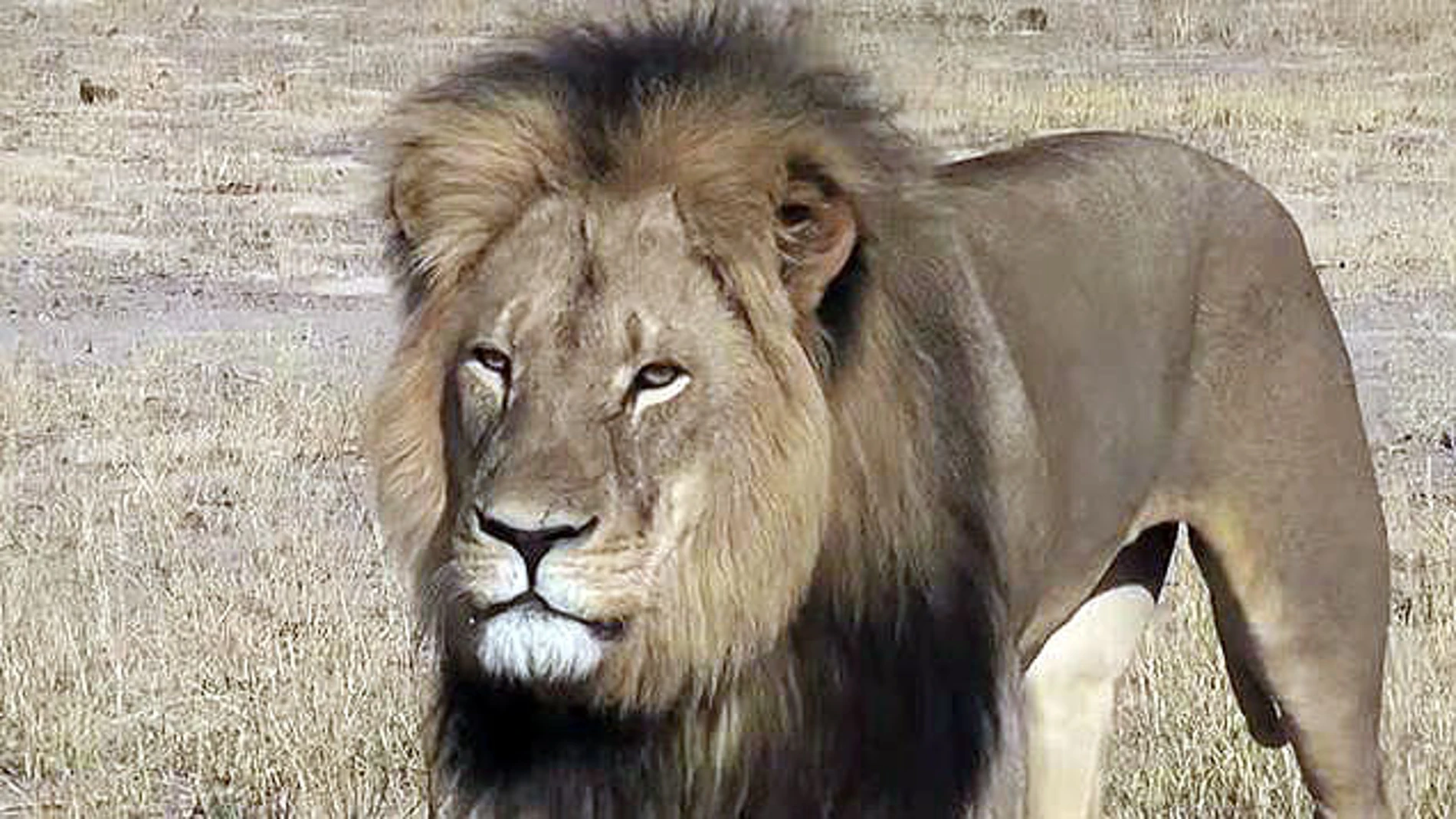 'Cecil', el león más fotografiado de Zimbabue 'Cecil', el león más fotografiado de Zimbabue