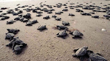 Crías de tortugas marinas