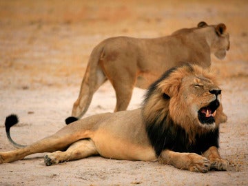 Cecil, el león más famoso de Zimbabue, en una imagen de archivo
