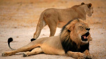 Cecil, el león más famoso de Zimbabue, en una imagen de archivo