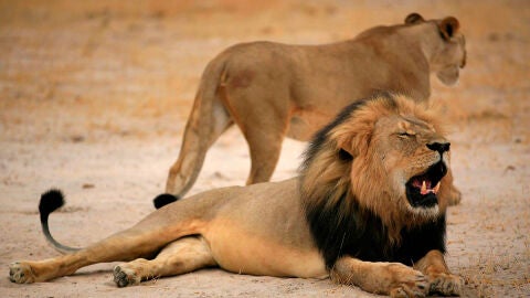 Cecil, el le&oacute;n m&aacute;s famoso de Zimbabue, en una imagen de archivo