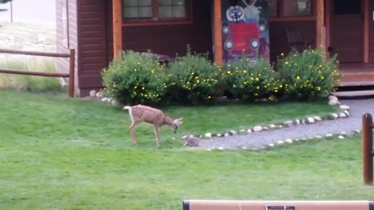 Bambi y Tambor en la vida real