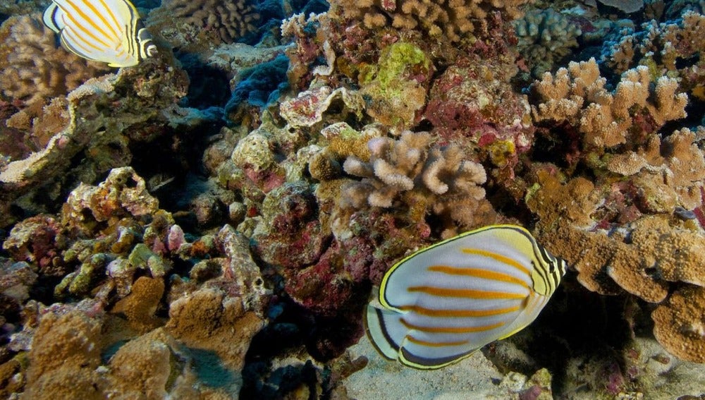 Arrecife de coral