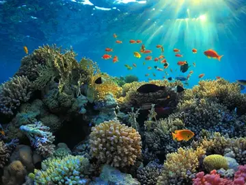 Arrecife de coral Arrecife de coral