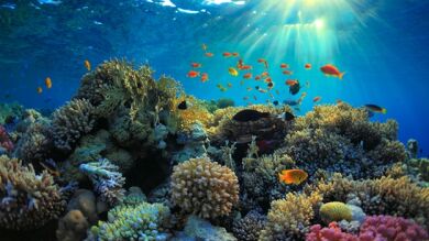 El cambio climático destruye la mitad del mayor arrecife de coral de Japón
