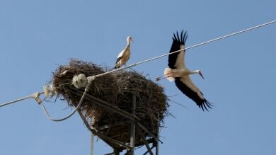 Las cigüeñas cambian sus hábitos migratorios y San Blas ya no marca su regreso a España