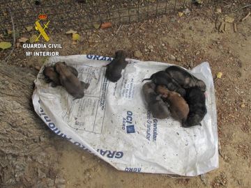 Los ocho cachorros de perro abandonados en Cáceres