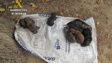 Los ocho cachorros de perro abandonados en C&aacute;ceres