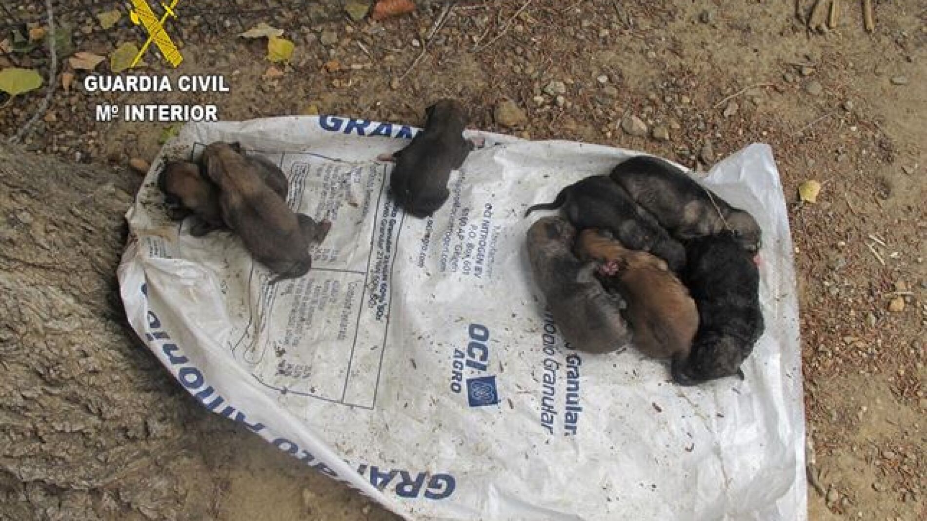Los ocho cachorros de perro abandonados en C&aacute;ceres