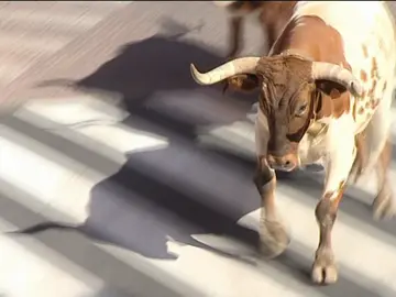 Encierros de San Sebastián de los Reyes Encierros de San Sebastián de los Reyes