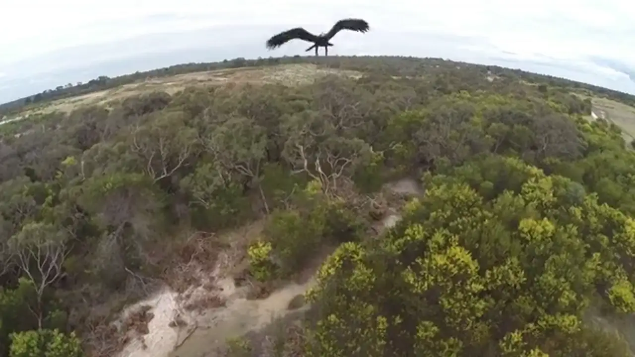 Un águila choca contra un drone