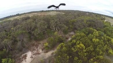 Un águila choca contra un drone